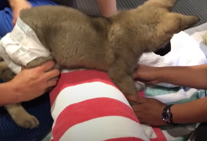 perro rehabilitación