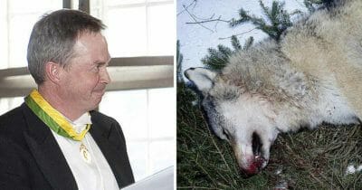 Karl Hedin, vargjakt