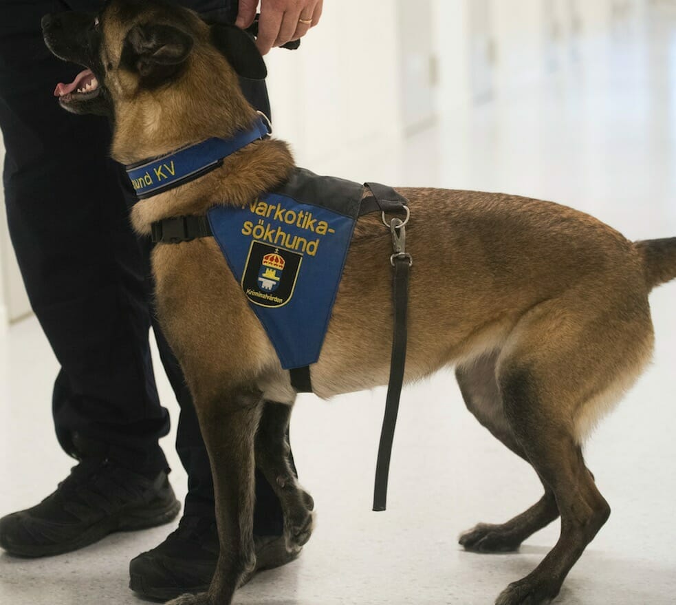 narkotikahund