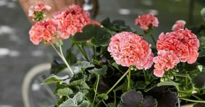 chokladpelargoner, årets pelargon 2019