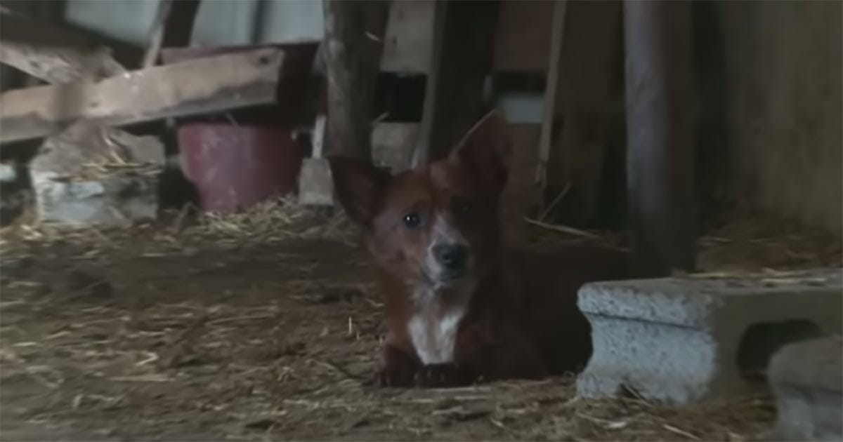 hund, ko, återförening