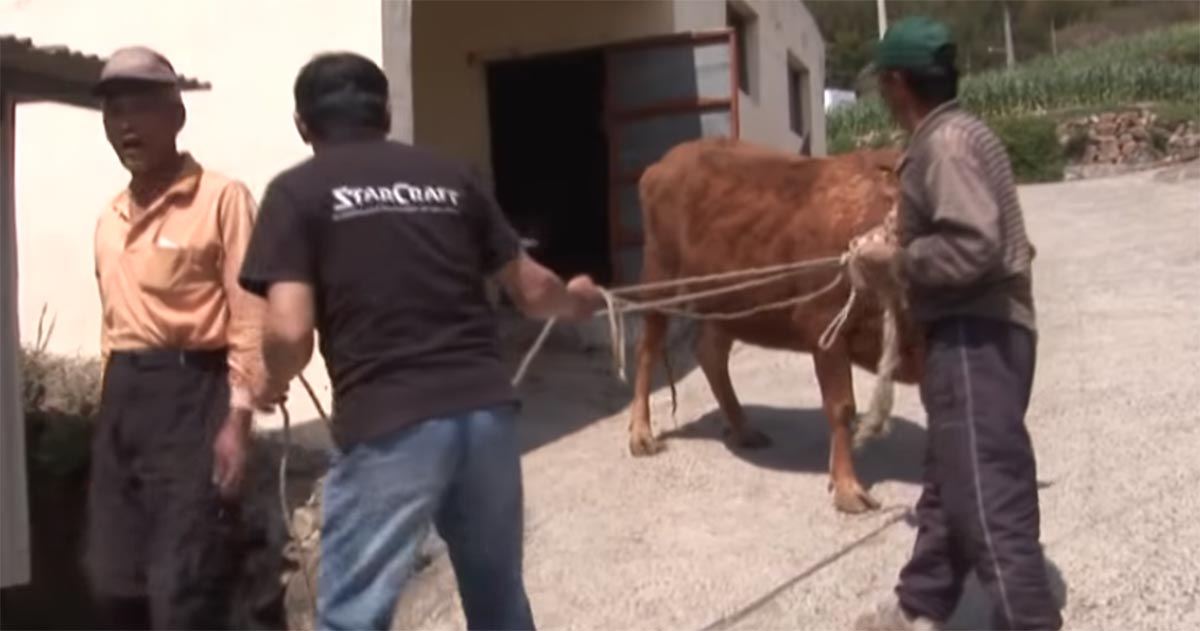 hund, ko, återförening