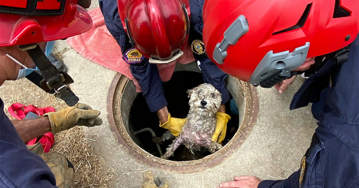 Hund räddas