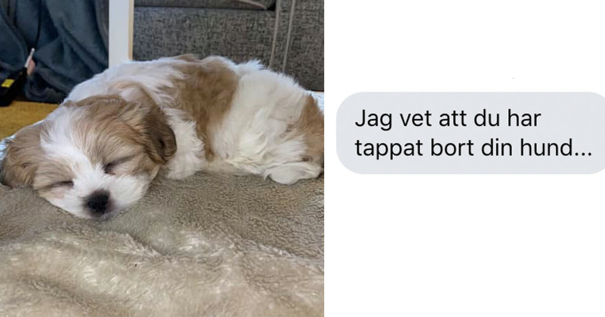 Hund Nelly försvunnen