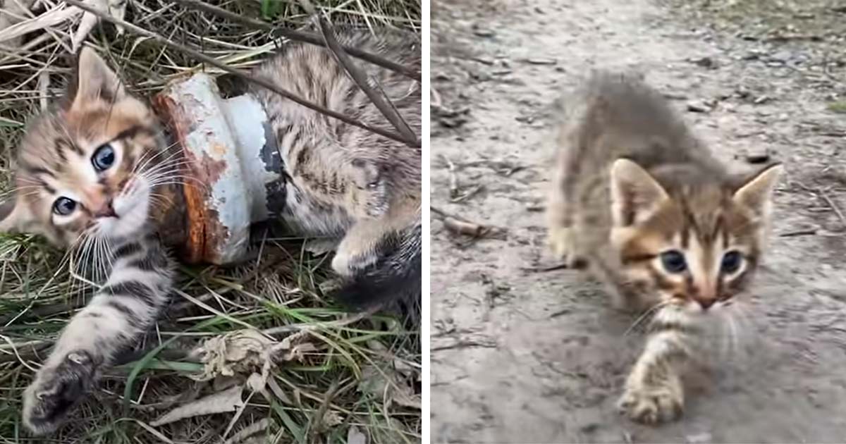kattunge i rör