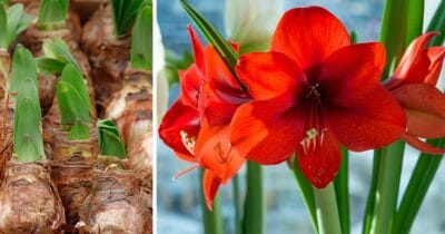 Amaryllis