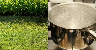 gräsmatta, kokande vatten