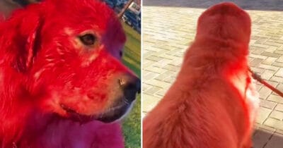 Kvinna färgar sin hund päls illröd