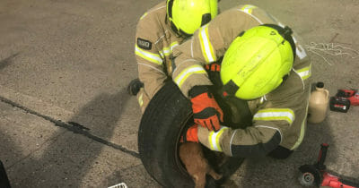 rävar fastnat i hjul