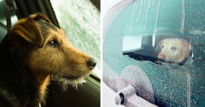 Hund, iskall bil