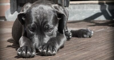 hundvalp