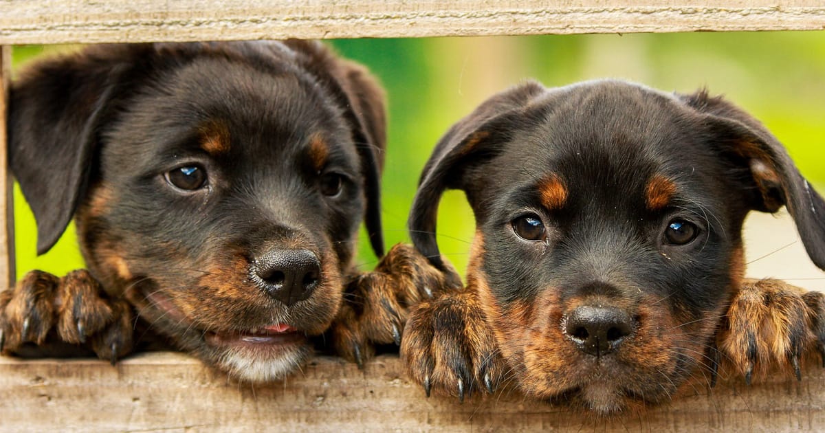 Hundvalpar