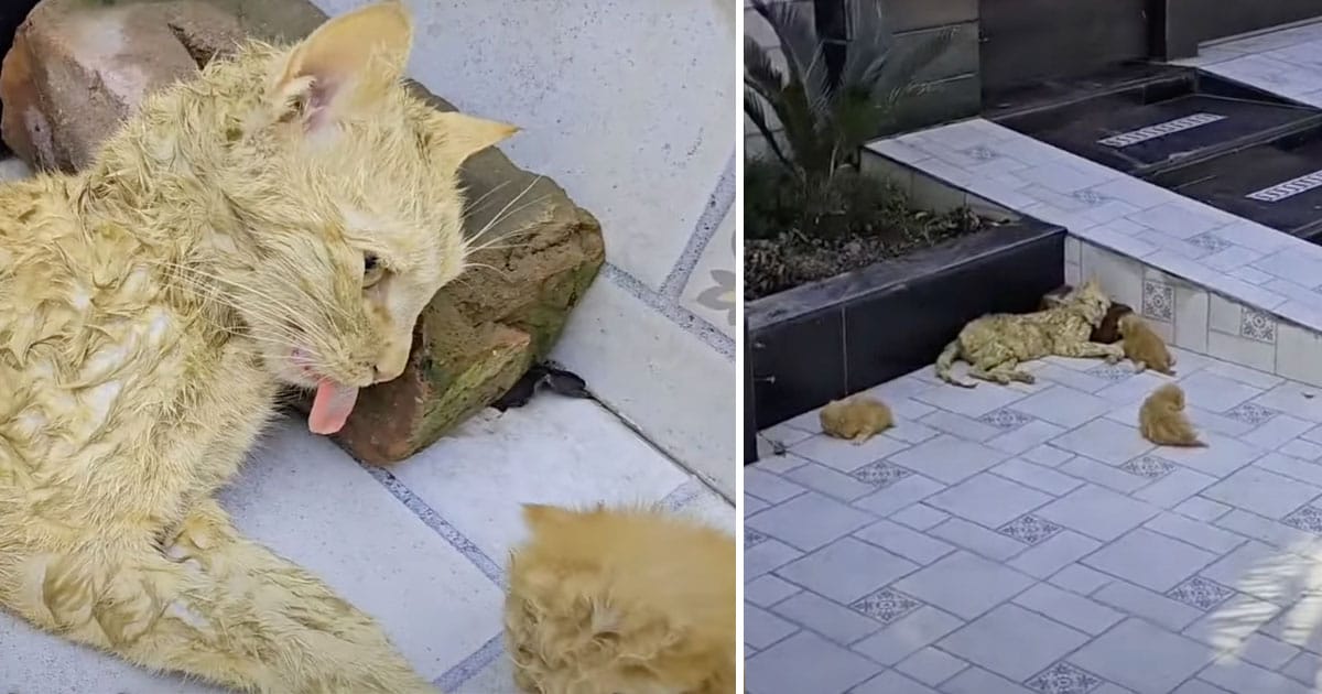 Kattmamma