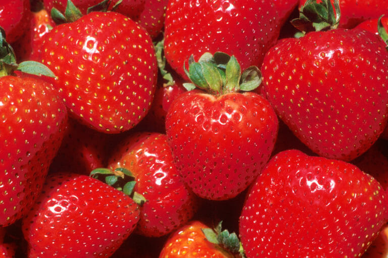 Keep your strawberries fresh with these simple farmer tips