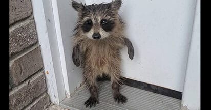 Lonely baby raccoon waits on porch after storm